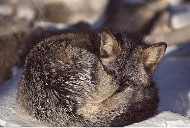 《丧尸围城：豪华复刻版》新截图 游戏画面更美