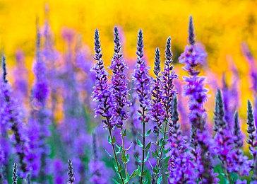 EA SPORTS™《FIFA 23》与你一起欢度兔年！终极版和标准版四折优惠