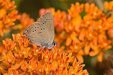 《Apex英雄》玩家已经发现《战地2042》高速移动技巧 