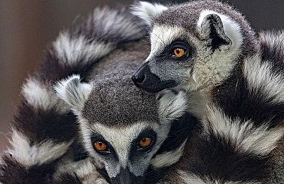 首发24小时内免费入库！多人合作肉鸽射击游戏《枪途末路》现已发售！